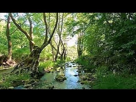 Saz İle Doğa Sesleri*